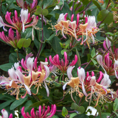 ~Serotina Belgica~Honeysuckle Vine Plant Late Dutch Lonicera~HUMMINGBIRD  HEAVEN! | eBay