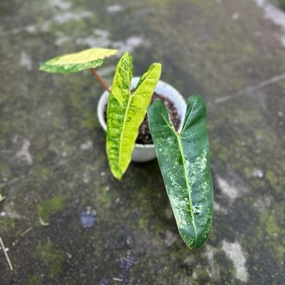 Philodendron Billietiae Variegated Rare Aroid Houseplant Stunning Orange