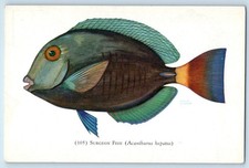 C1940 Chicago Illinois IL Tarjeta Postal De Colección Cirujano Pez John G. Shedd Acuario