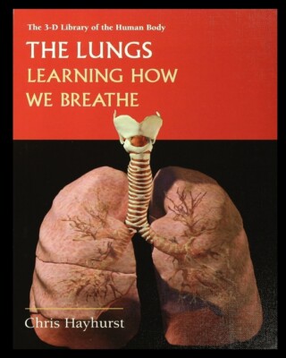 The Lungs: Learning About How We Breathe