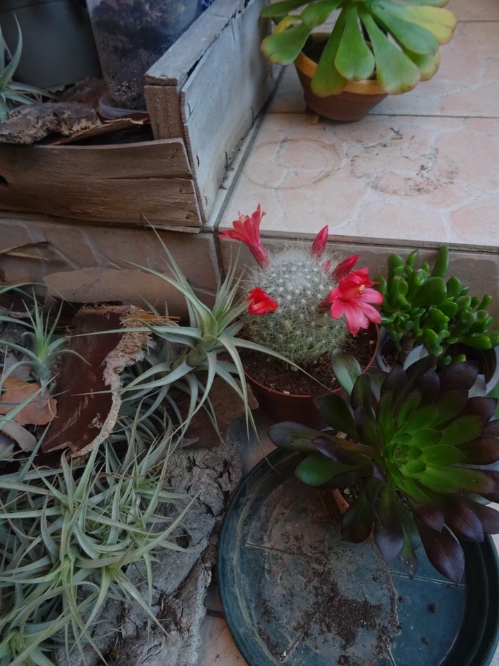 lot  tissus genre tissage  neuf  50x50 cm 2piécespour coussin ?? - Photo 3/4