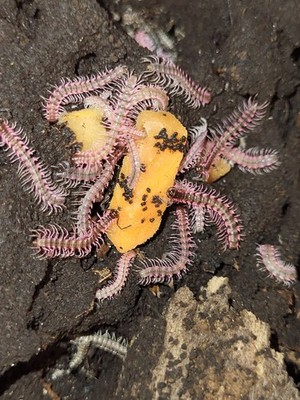 5+ Pink Dragon Millipede (Desmoxytes planata) ~LAG~