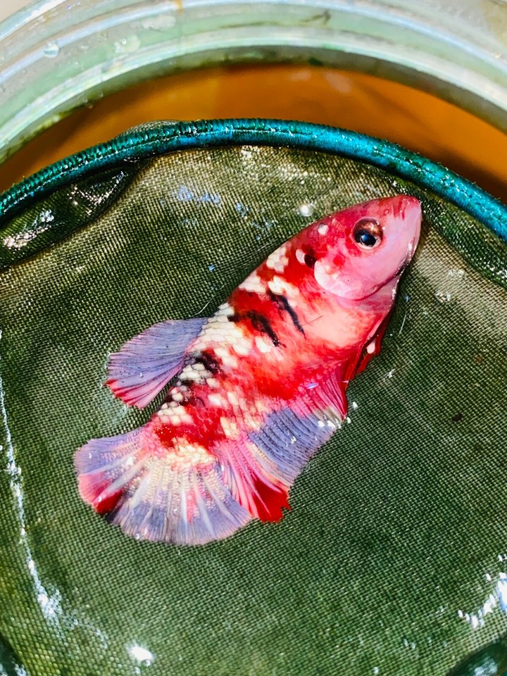 live-betta-fish-hmpk-red-koi-copper-gold-female-ns06-from-indonesia-ebay