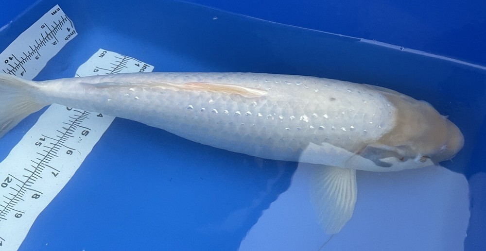 21-inch Shiro Mugi Koi, large white koi, Black Swamp Koi Farms