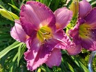 Stolen Treasure Daylily - Hemerocallis Hybrid - 2 Plants