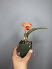 NEW! Unreleased 2027 Cattleya (Slc. Angel Eyes x Pot. Exotic Really — photo 4