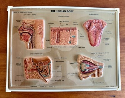 Vintage Rico Florence Italy ANATOMICAL  THE HUMAN BODY  3D Raised Chart Wall Art