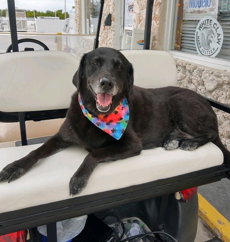 Walkin' Wheels Dog Wheelchair for Med/Large Dogs 50-69 lbs for Back Legs - Picture 20 of 20