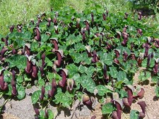 ARISTOLOCHIA CHILENSIS - 5 x seeds - chilean dutchman's pipe
