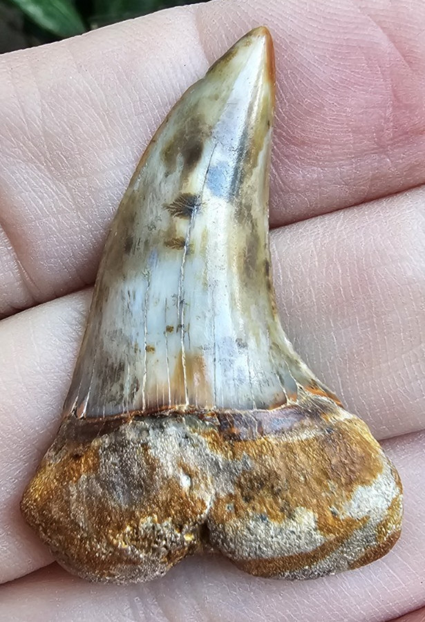 Large Firezone Planus Shark Tooth Fossil Not Megalodon Bakersfield