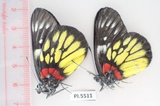 PI5511. Unmounted butterflies: Pieridae sp. North Vietnam. New area!!!!!!!!!