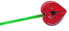 Hand Blown Glass Red Anthurium Flower, 19.5" Long Stem
