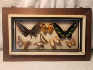 Vintage Butterfly Collection | eBay