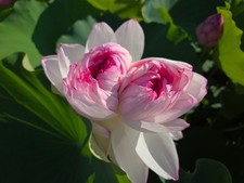 Thousand Petals Lotus Tuber For Planting  