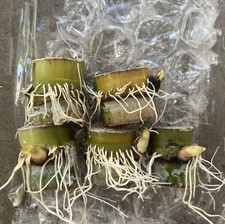 5pcs Rooted Green Sugarcane Cutting Tropical Live Plant Ready To Plant
