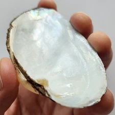 3.5" Iridescent Freshwater Clam Shell Polk County Texas