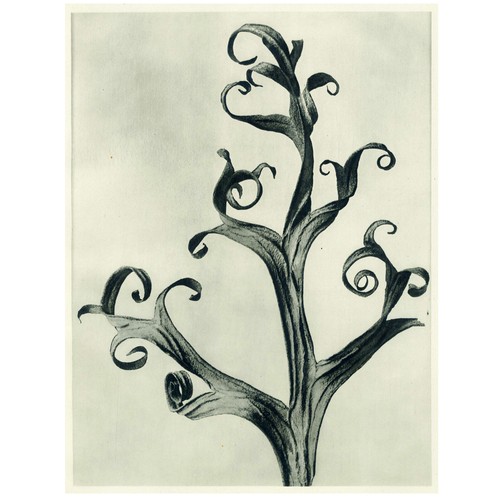 1928 KARL BLOSSFELDT URFORMEN DER KUNST Photogravure #3 DELPHINIUM (LARKSPUR)