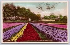 RPPC A Fenland Tulip Field - Colorful, Nature, Sky