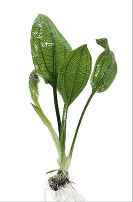 Amazon Sword Large Bare Root 10+ Inches Live Aquarium Plants BUY 2 GET 1 FREE