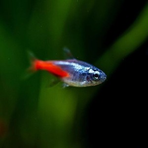 neon freshwater fish