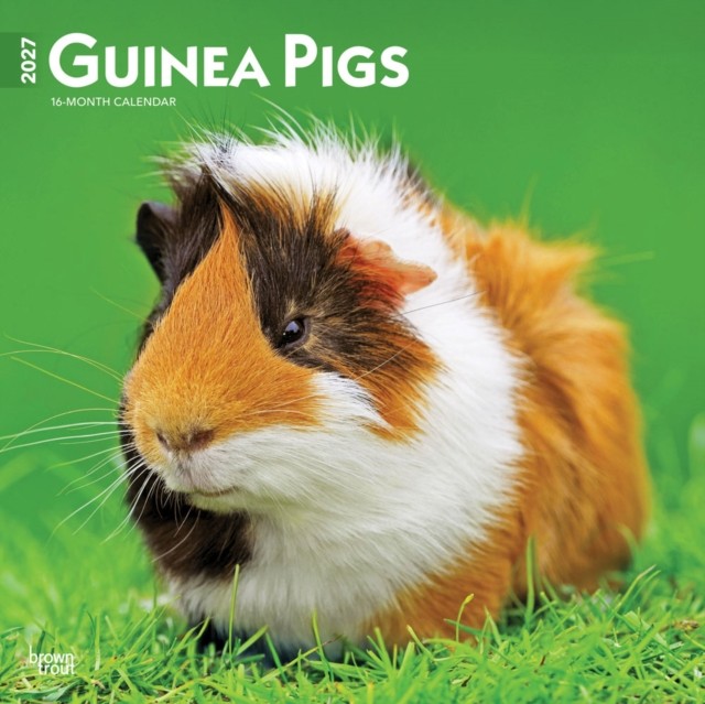 Guinea Pigs 2027 12 X 24 Inch (Hanging) Monthly Square Wall Calendar Plastic-Free Browntrout - Image 2