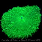 Corals of Eden ~ NONWYSIWYG Live Coral Frag ~ Twisted Lizard Mushroom SOFT CORAL — photo 6