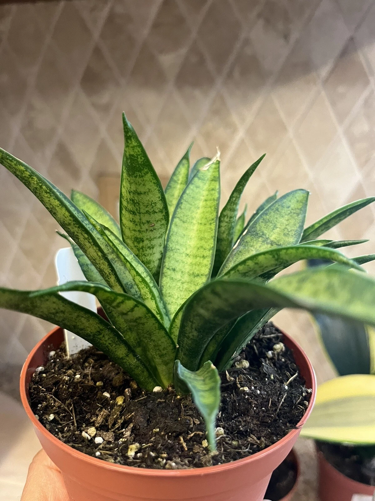 Snake Plant Lilliput Sanservieria Trifasciata. Mother-in-laws Toungue Home Plant