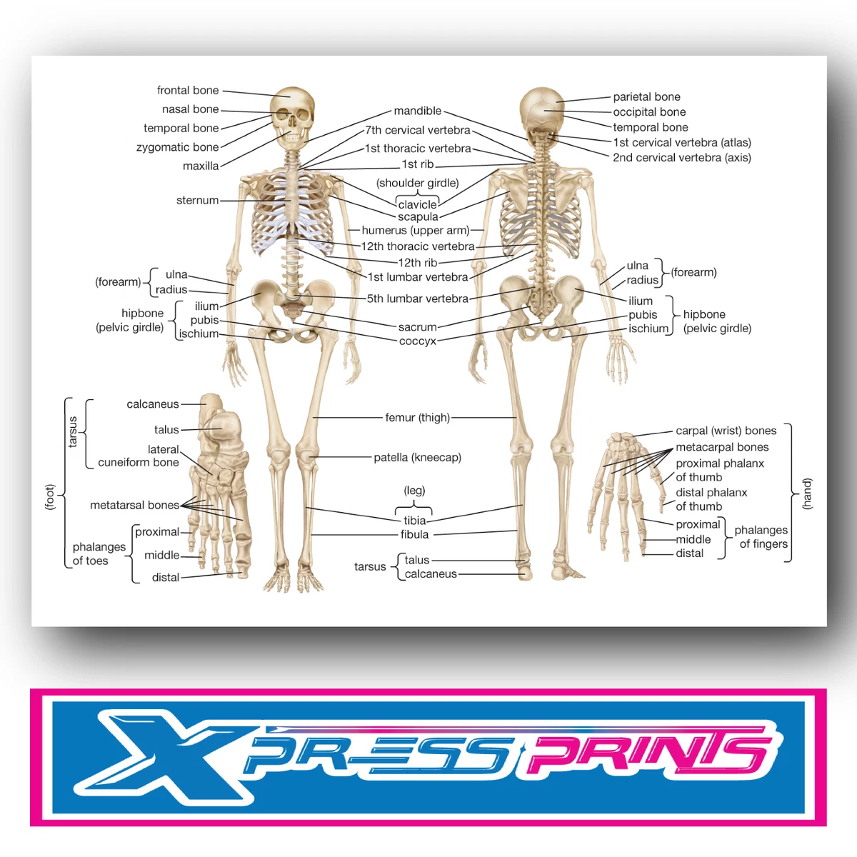 A3 A4 HUMAN ANATOMY BONES SKELETON ORTHOPEDIC SCIENCE POSTER PRINT  LAMINATED | eBay