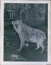 1941 Hyena, Africas Largest Carnivore, Stares From Zoo Exhibit Animals 7X9 Photo