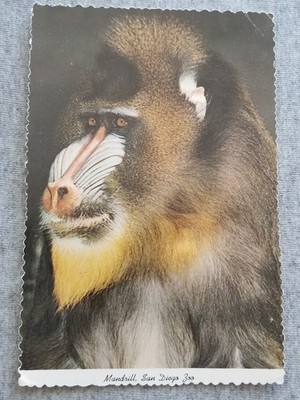 Colorful Mandrill from West Africa at San Diego Zoo Old World Monkey Postcard