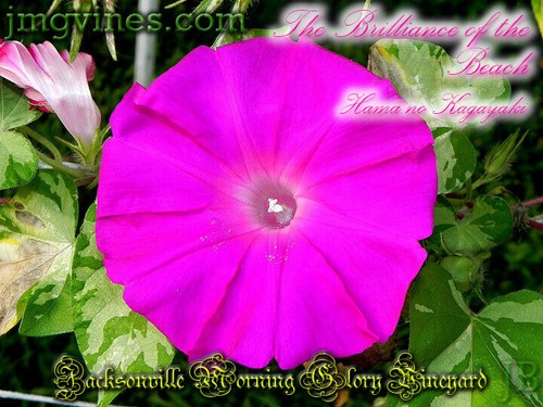 The Brilliance of the Beach / Hama no Kagayaki Japanese Morning Glory 6 Qty - Picture 3 of 6