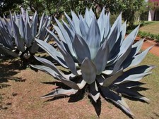 Century plant - American aloe - Maguey - Agave americana 10+ Seeds E 353
