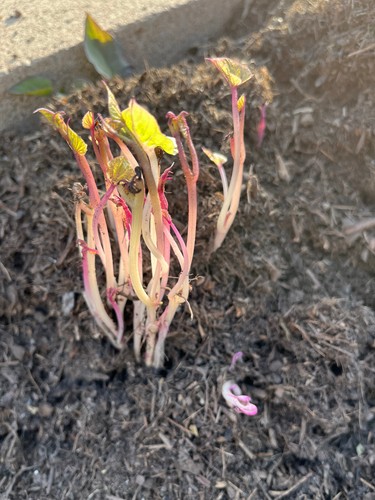 10 Sweet Potato Slips, Fresh Cuttings Ready To Plant 4 variety - Picture 5 of 8