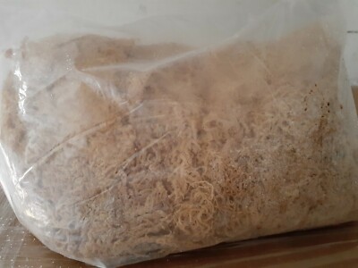 Irish Moss Sea Moss 11 lb  bag |100% Raw Wild Crafted -176 Oz Jamaica authentic 