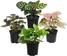 Essential Houseplant Collection 4PK Live Indoor Live Houseplants in Plant Po