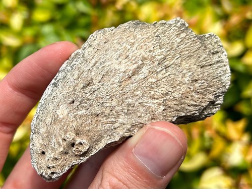 RARE Sauropod Dinosaur Claw Fossil 3.11” Madagascar Jurassic Age Isalo IIIb Fm