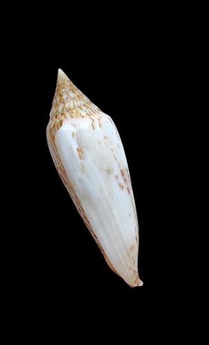 SHELL CONCHIGLIA CONUS RANONGANUS mm.90,7 with operculum THAILAND - Foto 4 di 4