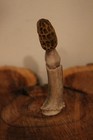 Carved Yellow Morel Mushroom from a Whitetail Spike Antler — photo 3