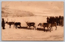 1909 Reindeer on Trail Alaska Postcard Renton WA Postmark Portland Post Card Co