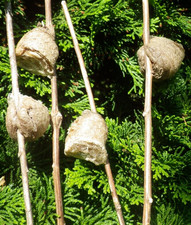 4 BIG FRESH FERTILE PREYING MANTIS EGG CASES PRAYING MANTIS NATURAL PEST CONTROL