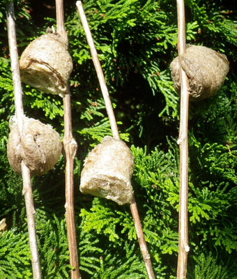 4 BIG FRESH FERTILE PREYING MANTIS EGG CASES PRAYING MANTIS NATURAL PEST CONTROL
