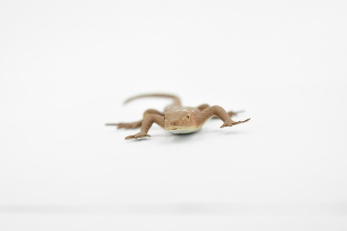 Desert Iguana, Lizard, Toy, Realistic, Figurine, Model   5" F6101 B381 - Picture 5 of 8