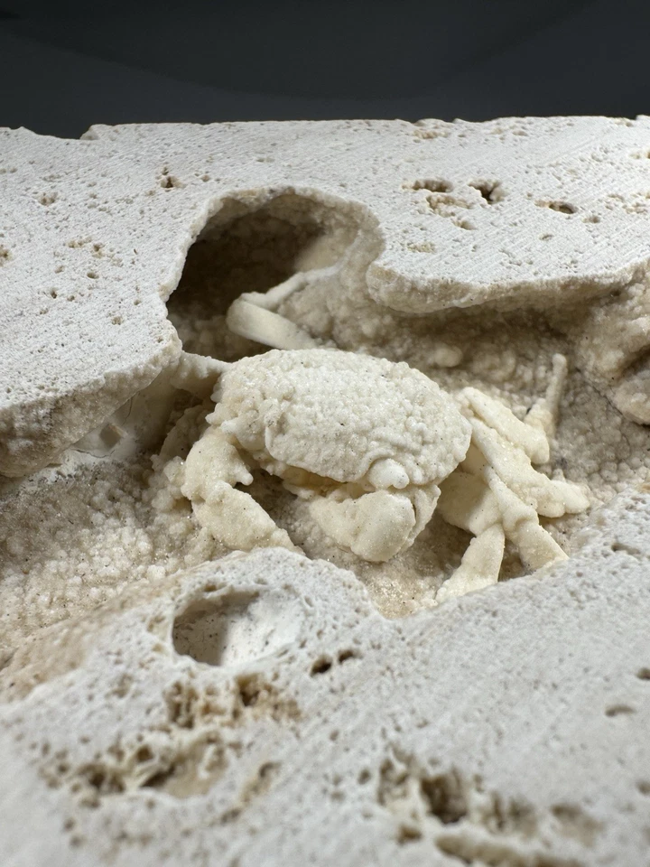 1.75 Inch Travertine Crab Fossil Turkey, Fossil Travertine Crab Potamon - Image 3 of 4