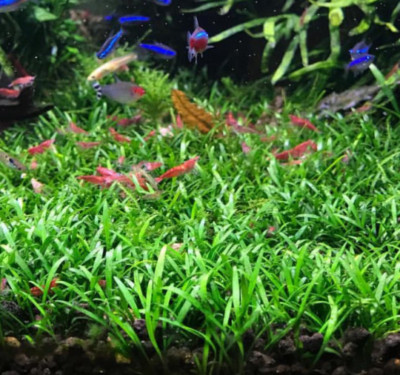 Cryptocoryne Parva Crypt Parva Easy Live Aquarium Plants BUY 2 GET 1 FREE