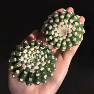 Notocactus Uebelmannianus Flowering Cactus Plants Home Decoration 5-6cm