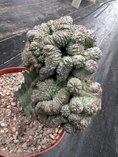 Euphorbia obesa x pseudoglobosa crestata JUMBO!! 8” POT