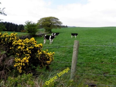 Photo 6x4 Cows, Muntober Drumshanbo/H7378 Pictured along Esker Road c2014
