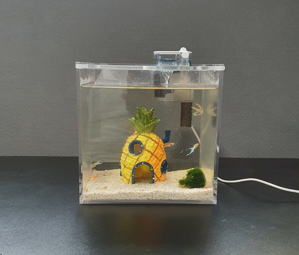Small hotsell breeding tank