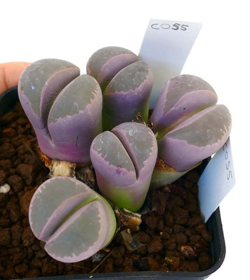Lithops olivacea var. olivacea C055 (25km. s/w of Pofadder) -