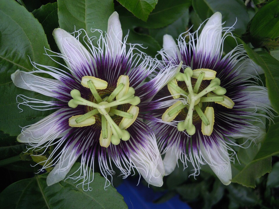 Semi Di Maracujia Passiflora Edulis 10 Pezzi | Varietà Flavicarpa | Produzione 2019 - Foto 11